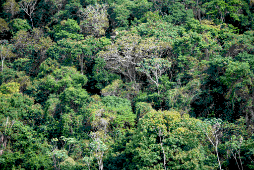 forest.png