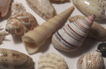 logo_shells.png