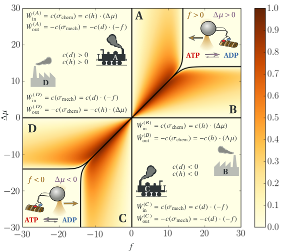 efficiency of kinesin molecular motors